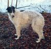 Profile picture of the animal