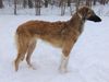Profile picture of the animal