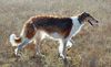 Profile picture of the animal