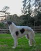Profile picture of the animal