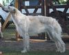 Profile picture of the animal