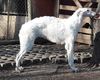 Profile picture of the animal