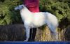 Profile picture of the animal