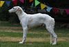 Profile picture of the animal
