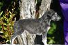 Profile picture of the animal