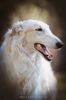 Profile picture of the animal