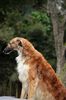 Profile picture of the animal