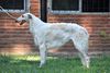 Profile picture of the animal