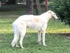Profile picture of the animal