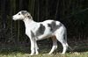 Profile picture of the animal