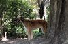Profile picture of the animal