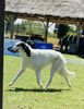Profile picture of the animal