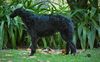 Profile picture of the animal