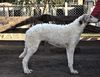 Profile picture of the animal