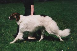 Profile picture of the animal