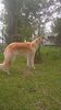 Profile picture of the animal