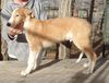 Profile picture of the animal