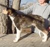 Profile picture of the animal