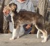 Profile picture of the animal