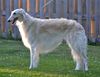 Profile picture of the animal
