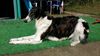 Profile picture of the animal