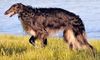 Profile picture of the animal