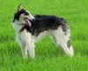 Profile picture of the animal