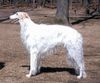 Profile picture of the animal