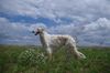 Profile picture of the animal