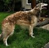 Profile picture of the animal