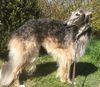 Profile picture of the animal