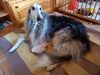 Profile picture of the animal