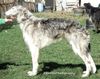 Profile picture of the animal