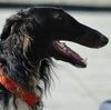 Profile picture of the animal