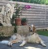 Profile picture of the animal