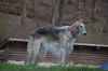 Profile picture of the animal