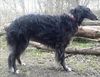 Profile picture of the animal