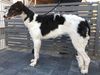 Profile picture of the animal