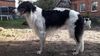 Profile picture of the animal