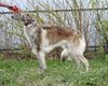 Profile picture of the animal