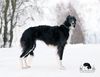 Profile picture of the animal