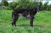 Profile picture of the animal
