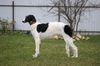 Profile picture of the animal