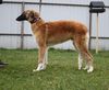 Profile picture of the animal