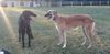 Profile picture of the animal