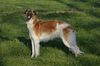 Profile picture of the animal