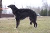 Profile picture of the animal