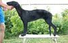 Profile picture of the animal