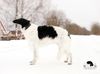Profile picture of the animal