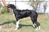 Profile picture of the animal